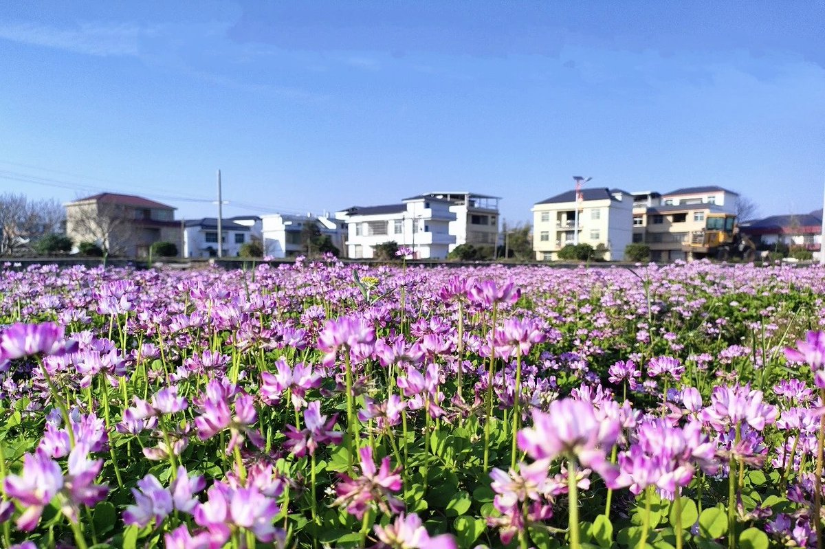 小桂之家 tweet media