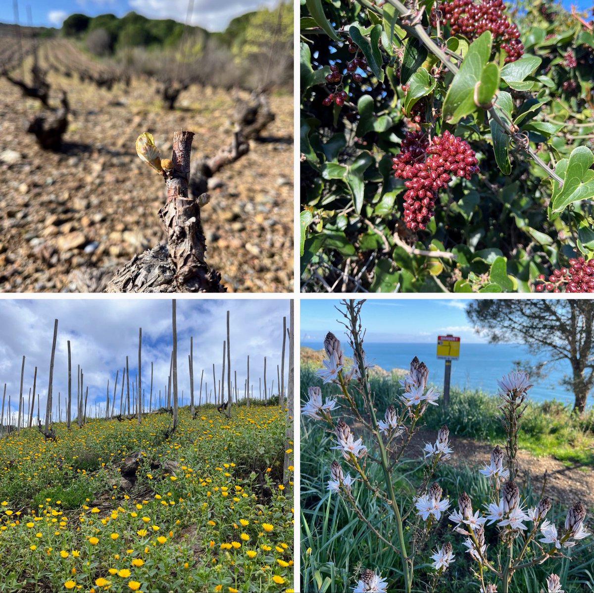Camí de la costa (Sentier Littoral), esclat de primavera. Pujant i baixant entre cala i cala, passejant per racons molt bonics i bones vistes al llarg de tot el recorregut. 🍇🩵🥾🎨
