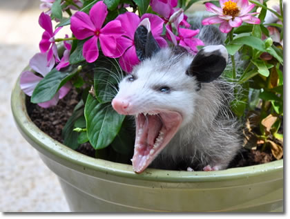 Possum_Daily tweet media
