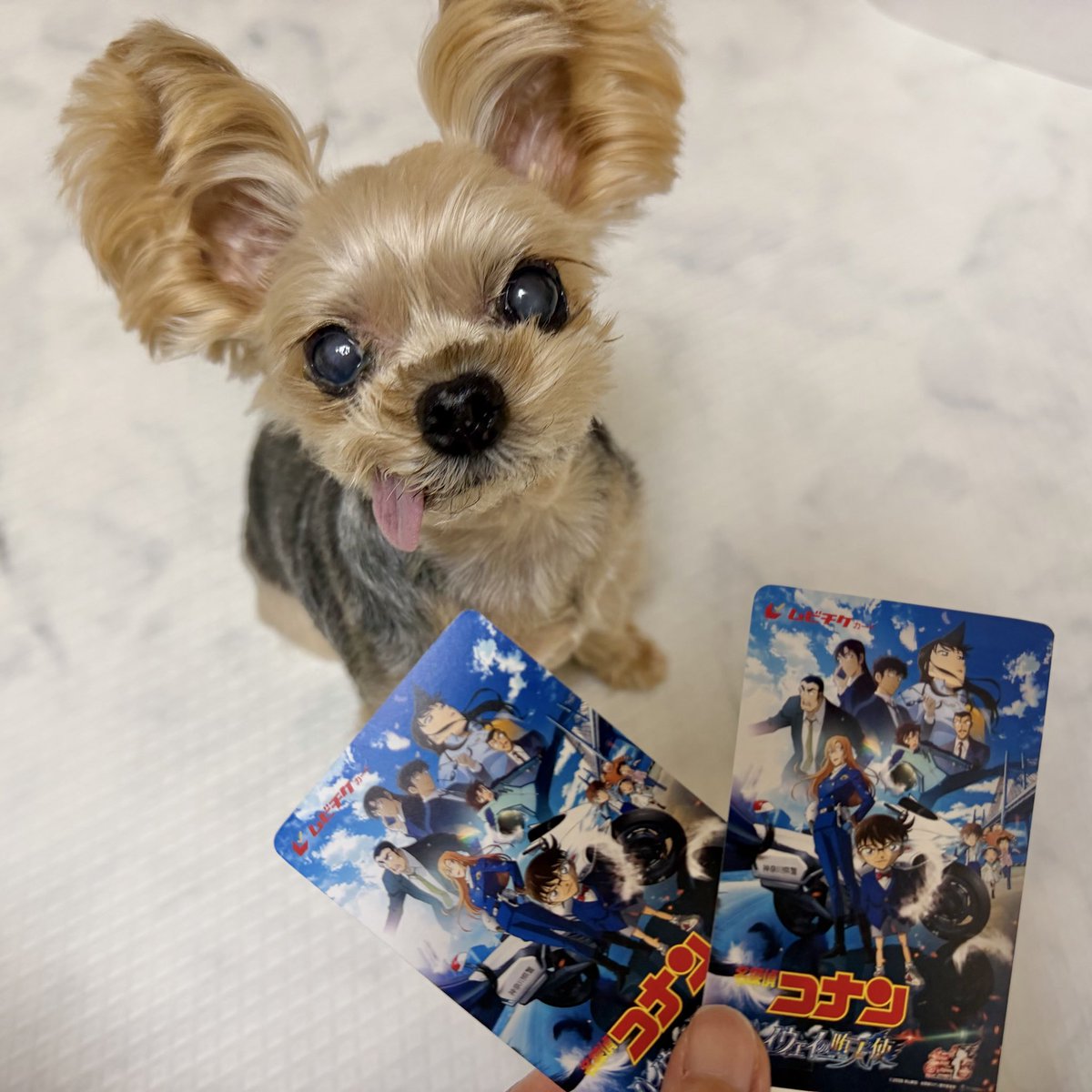 キキ🐶 tweet media