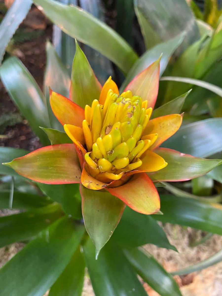 Saiblogs's tweet photo. We must speak truth, hyping the pure stuff, not drama or sweets
Next chat, pause: swap snark for "I get you, let's try this."
Tension drops, vibes rise
Simple "Thanks for today" prayer?
Instant mood boost. 
Try it—smart speech saves energy! Who's in?💬 #DailySadhana #PowerOfWords https://t.co/165BlGy4B7