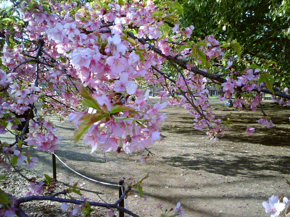 nerchii⭐︎ tweet media