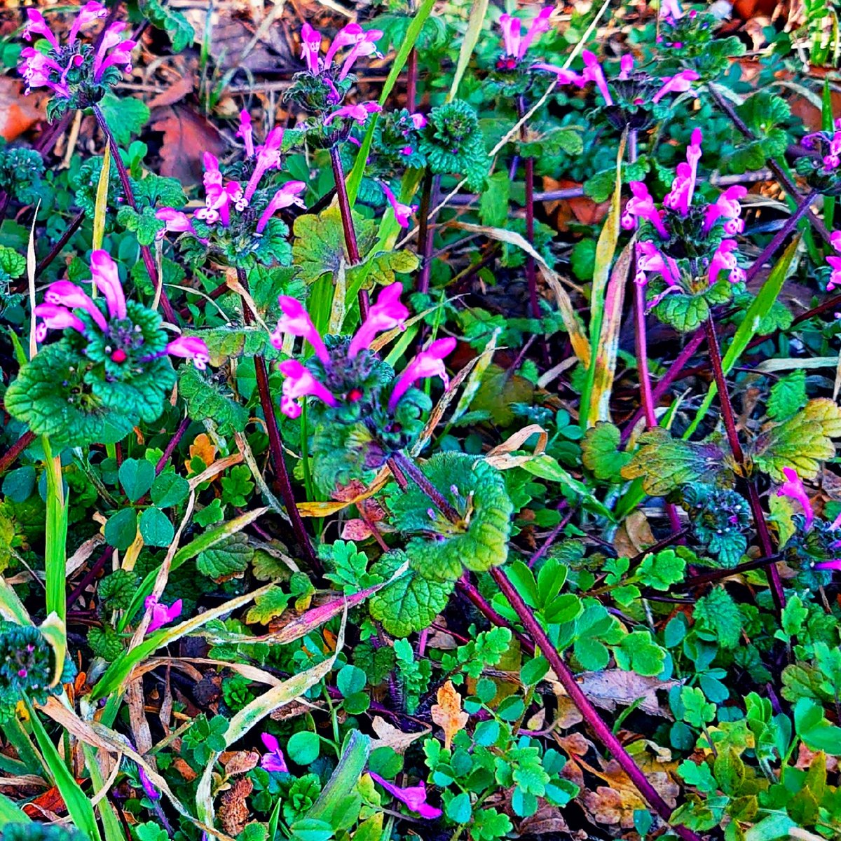KiwaSaokmw's tweet photo. #ホトケノザ #仏の座
#Lamium_amplexicaule #henbit
#仲間と一緒に
#TLを花でいっぱいにしよう
#TLを緑でいっぱいにしよう https://t.co/76UPAWlaqM