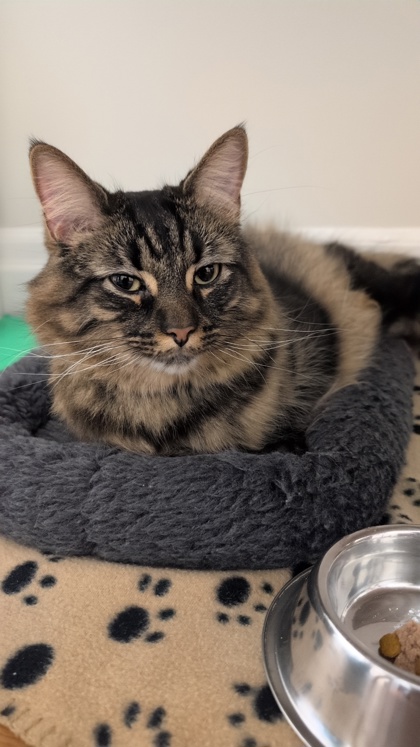 kwsphumane's tweet photo. Meet Espresso ☕

A chill, confident cat who knows how he likes his attention ... on his terms. He’s all about sunny window sills, cozy naps, and cuddles when he’s in the mood.

📍 Kitchener Waterloo Humane Society
https://t.co/OzdpdtVTsr https://t.co/59lHjdsRPt