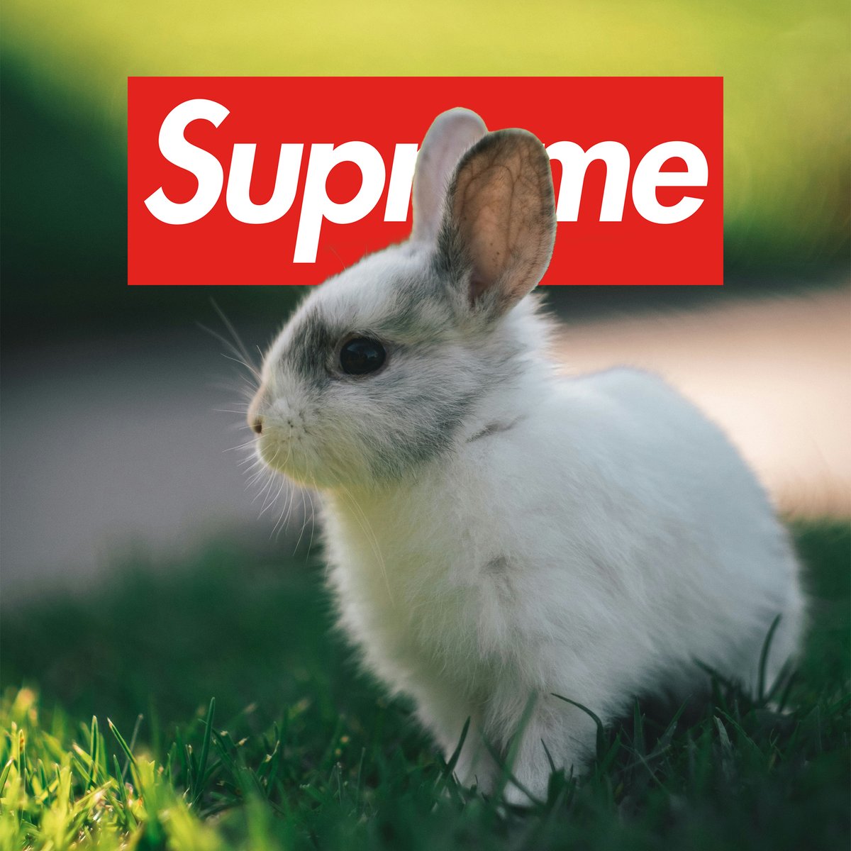 Supreme Drops tweet media
