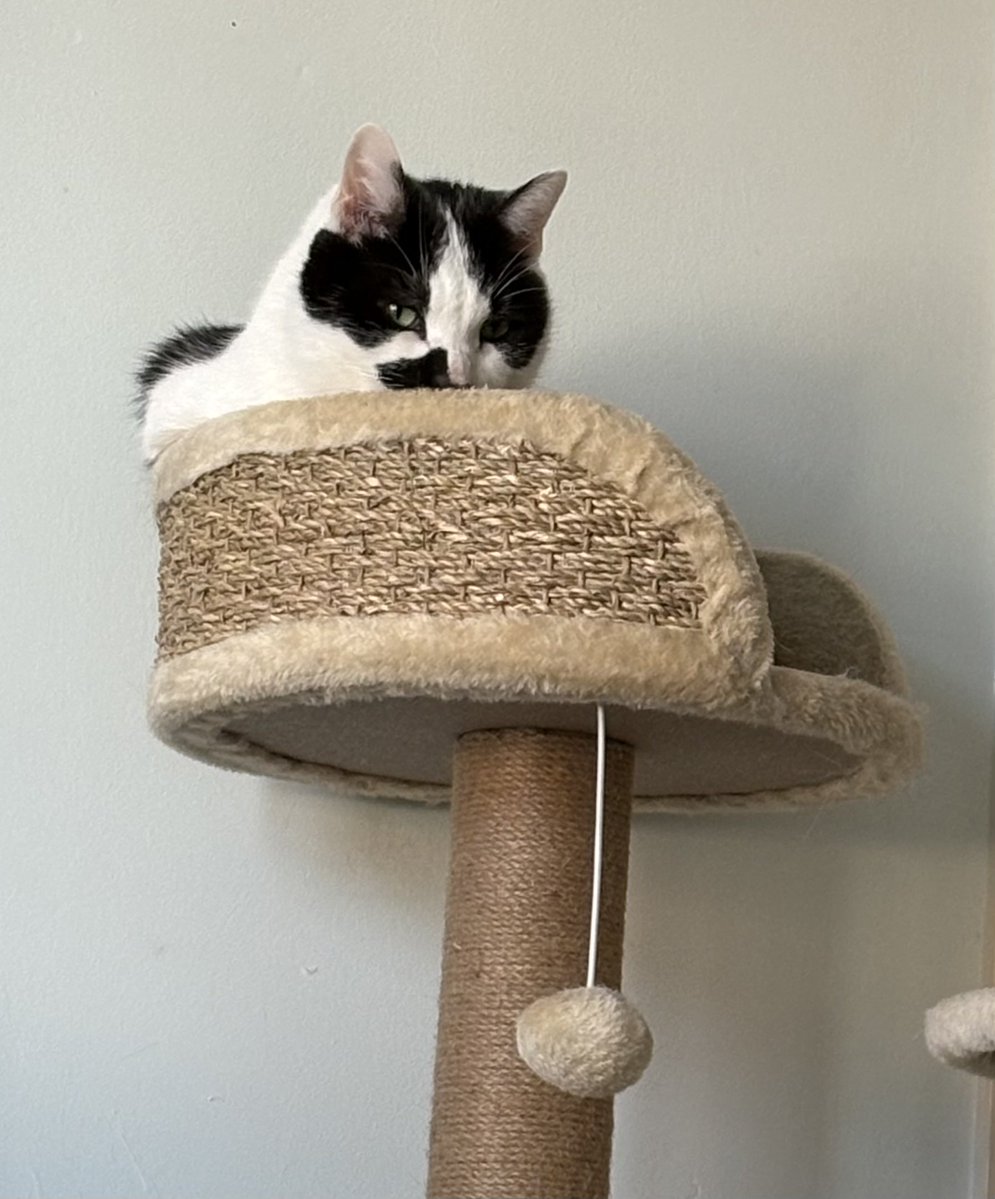 Sarah Cooper tweet media