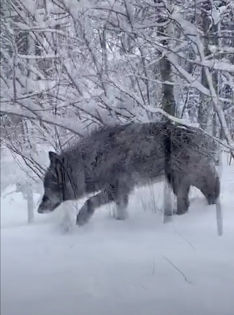 International Wolf Center tweet media