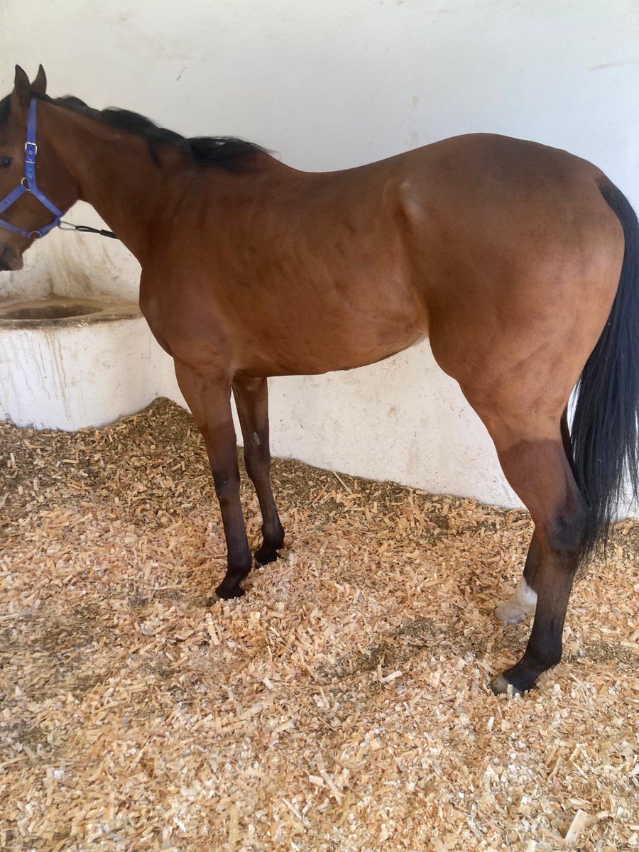 efeekansu's tweet photo. SATILIK

DANCING BLUES 

NATİVE KHAN x SCARCE DANCER

5 YAŞINDA DİŞİ

İSTER KOŞ İSTER DAMIZLIK

ŞAMPİYON MİNE OF FİRE İLE ÖZ KARDEŞ

YER: ANTALYA https://t.co/Up6pWCTd3Z