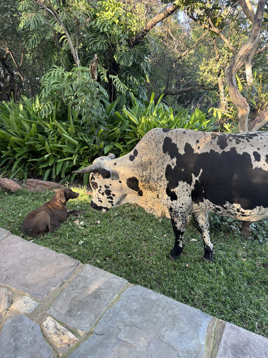 Jacques Pretorius tweet media