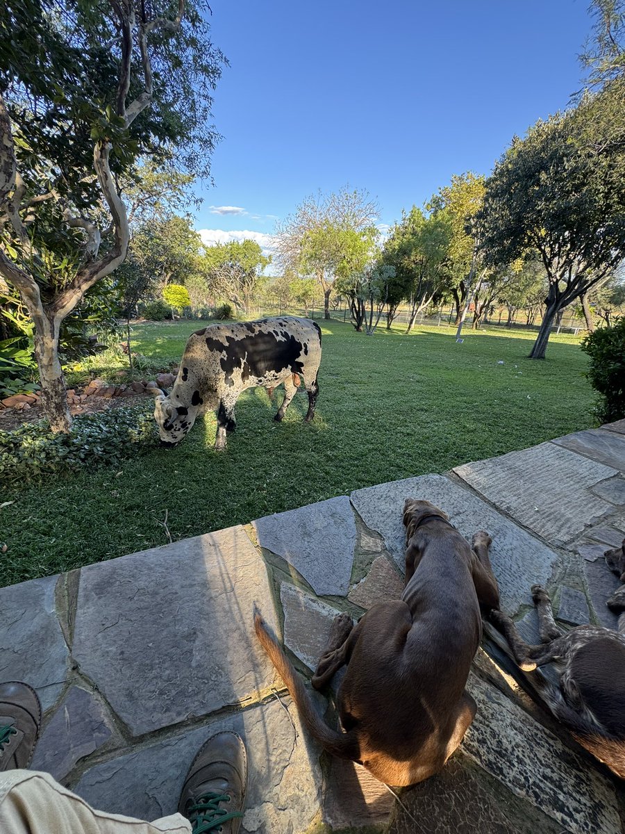 Jacques Pretorius tweet media