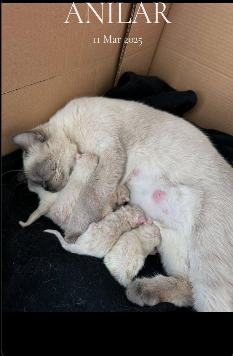 Anılarda bugün 🥹 prens çilek doğmuş bugün iyi ki doğdun minnoş 😻🎉