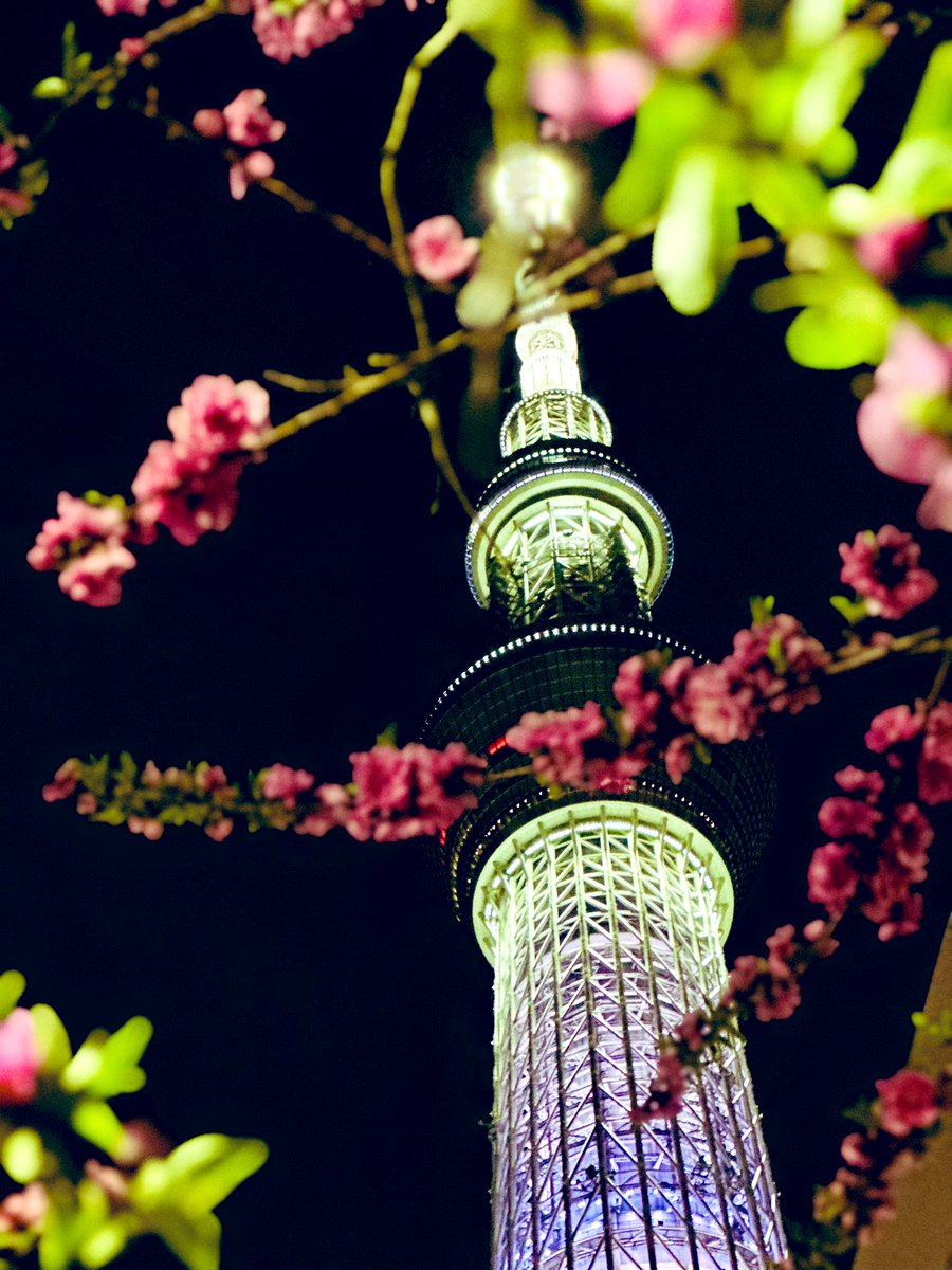hclixhi's tweet photo. 東京の桜が咲きました🌸 https://t.co/g9H0K3zwiq