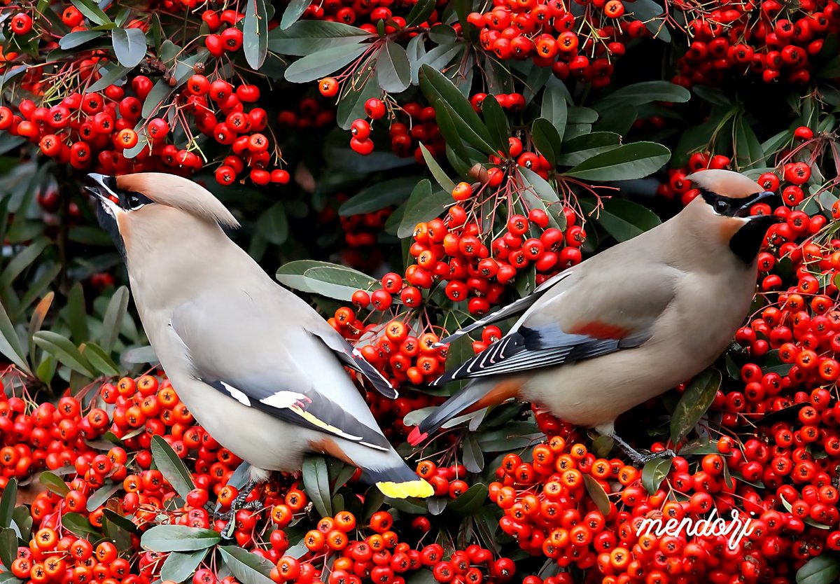 麺鳥baka（野鳥ふくちゃん） tweet media