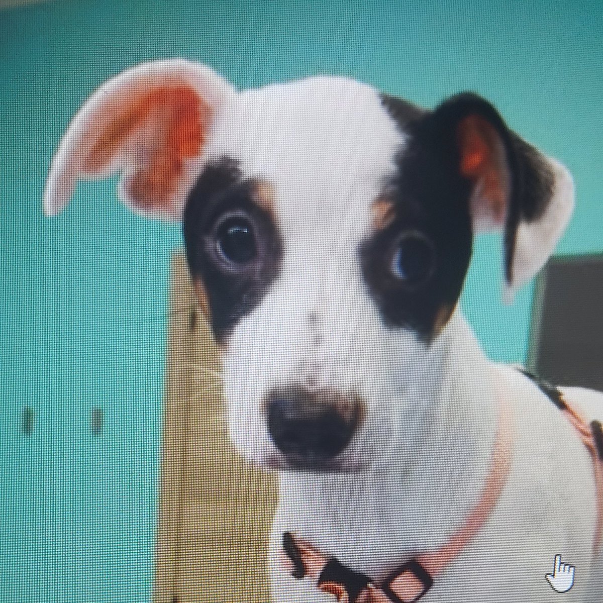 #madrid 
Bowie cachorro cruce #bodeguero EN #ADOPCIÓN 
Tiene 5,5 meses
Sociable con niños 😺🐶
Se entrega chipado,vacunado,desparasitado y CON compromiso de castración 
CONTACTO 
📩facenuevavida@gmail.com 
#cachorro #AdoptaSalvaUnaVida