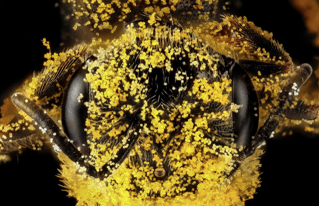 Pollinators tweet media