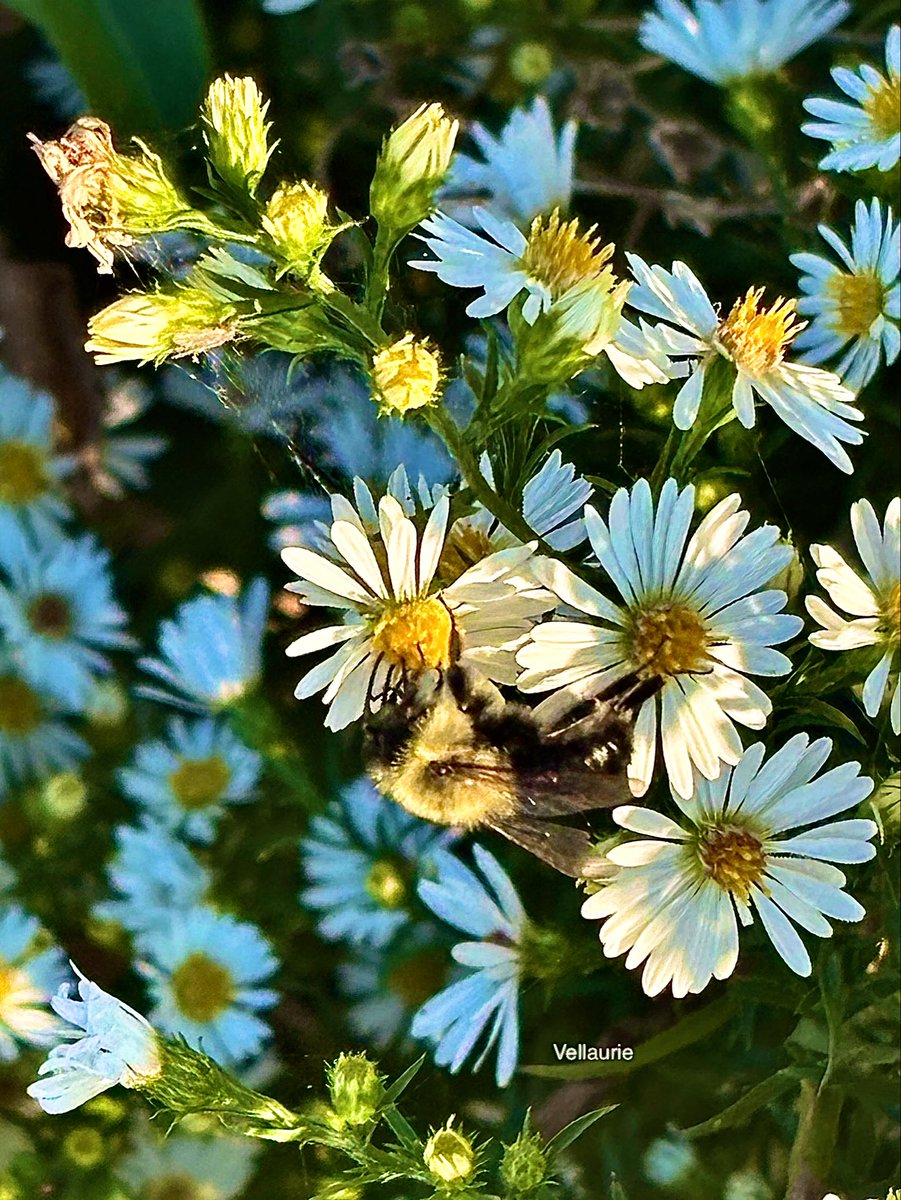 VijayEllaurie's tweet image. Enjoy this wildflower Wednesday 🌼 
#wildflowers #daisies #wildflowerwednesday