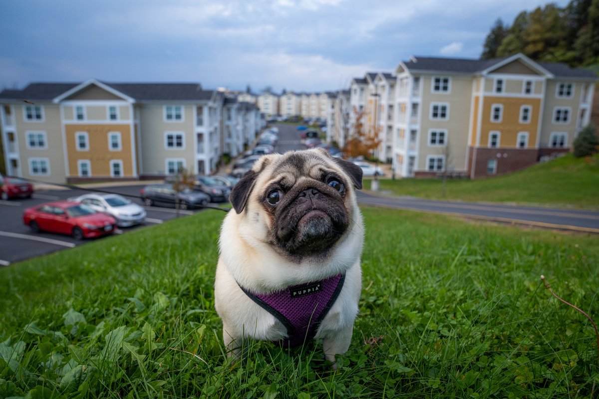 WVU University Apartments tweet media