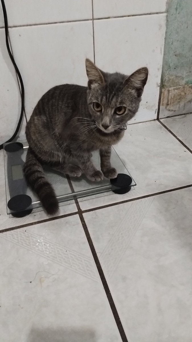 Mi gato cayo en edtwt...🥀 #anatwt