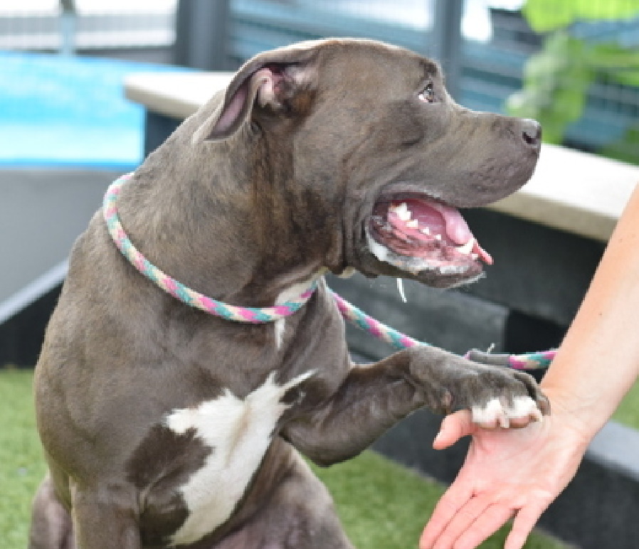 NMBewitched's tweet image. #WednesdayWorthy 
#AdoptionisaPassion 

#LuckyCharm 
#StPattysDay 

Meet the King of #QACC #NYCACC 
Silver😍👑
nycacc.app/#/browse/232260
237 Days in a cage
#LongStay #DiamondDog 

On a sunny day in the afternoon you can find him soaking up the rays on his bed having a relaxing