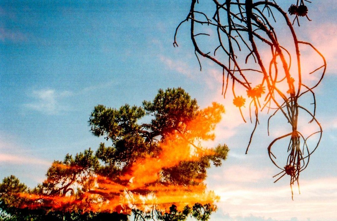 Iram Ortega 👁 tweet media