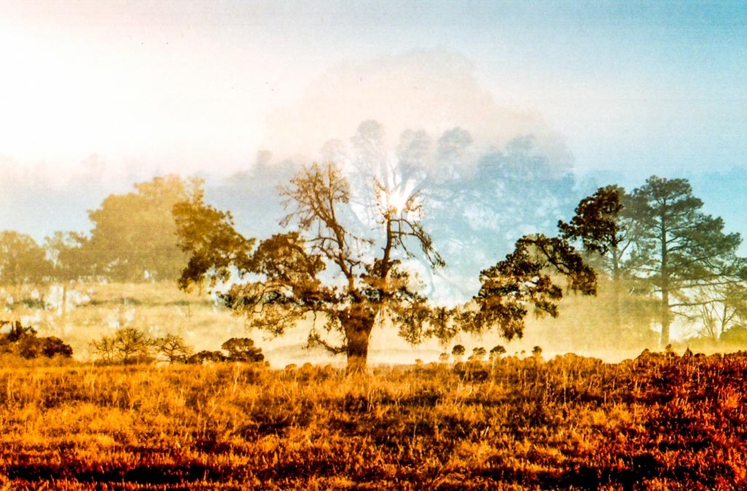 Iram Ortega 👁 tweet media