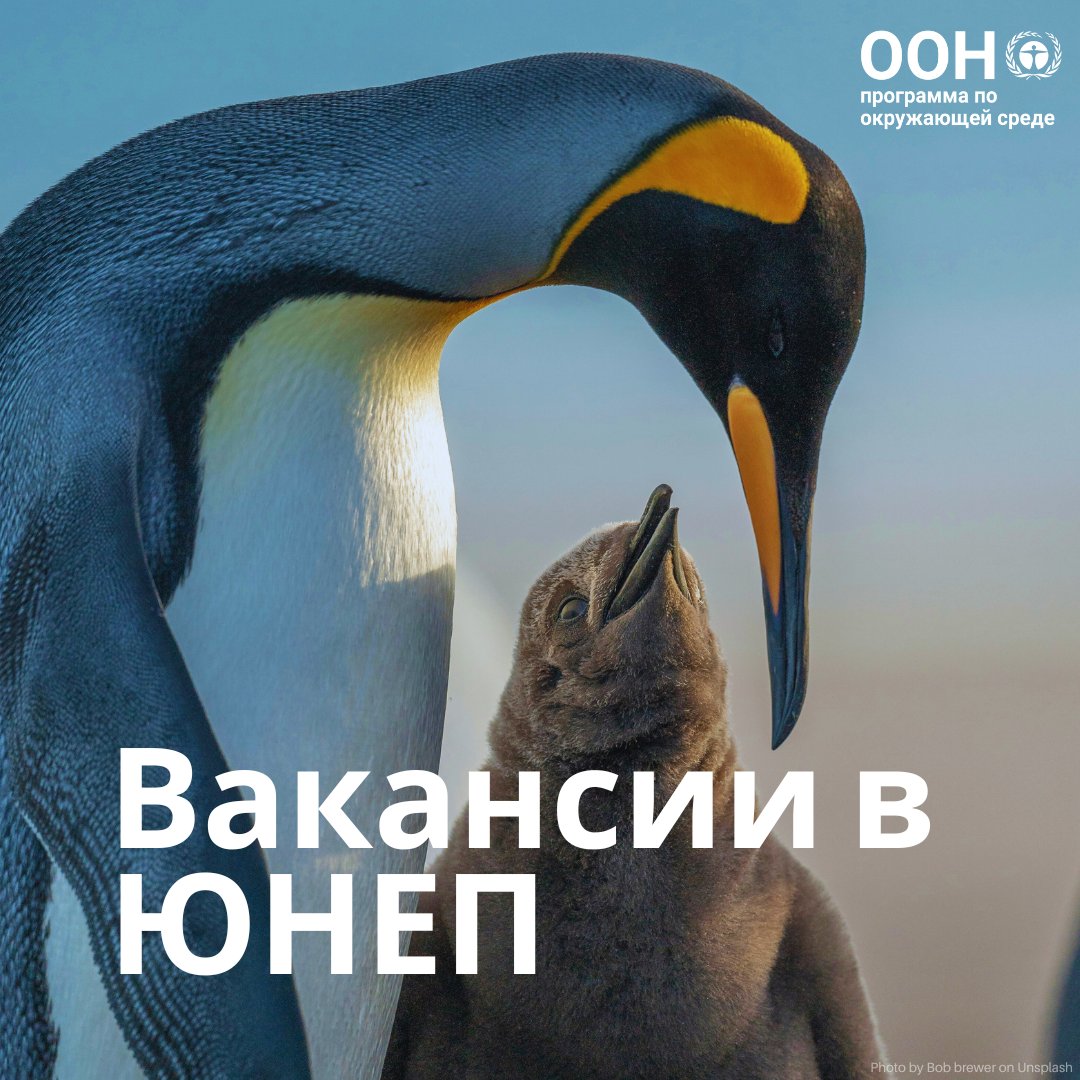 ЮНЕП - Программа ООН по окружающей среде tweet media