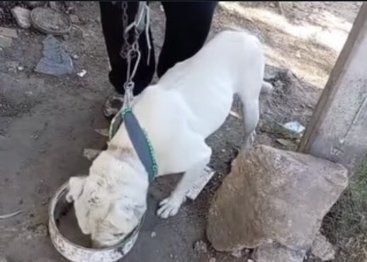 CASO JONATHAN: VIOLENCIA INTRAFAMILIAR Y MALTRATO ANIMAL, DOS CARAS DE UNA MISMA TRAGEDIA

Expresamos nuestra más profunda indignación y solidaridad ante el desgarrador asesinato del joven Jonathan, a manos de su progenitor.