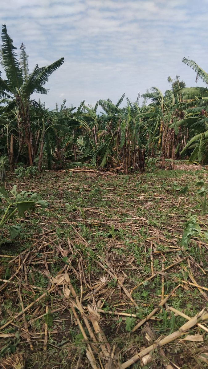 MagazineJimbere's tweet photo. 🌧️ Plus de 50 hectares de cultures vivrières ont été endommagés par de fortes pluies accompagnées de vents violents et de grêle, ce 10 mars 2026, sur la colline #Samwe, de la commune #Cibitoke(@Bujaprov2025)
🌴 Selon le chef de la colline Samwe, trois sous-collines ont été particulièrement touchées. Les bananeraies ont subi les dégâts les plus importants, la banane constituant la principale source de revenus de la population locale. Il lance un appel aux personnes de bonne volonté pour venir en aide aux victimes
#Burundi #Jimbere