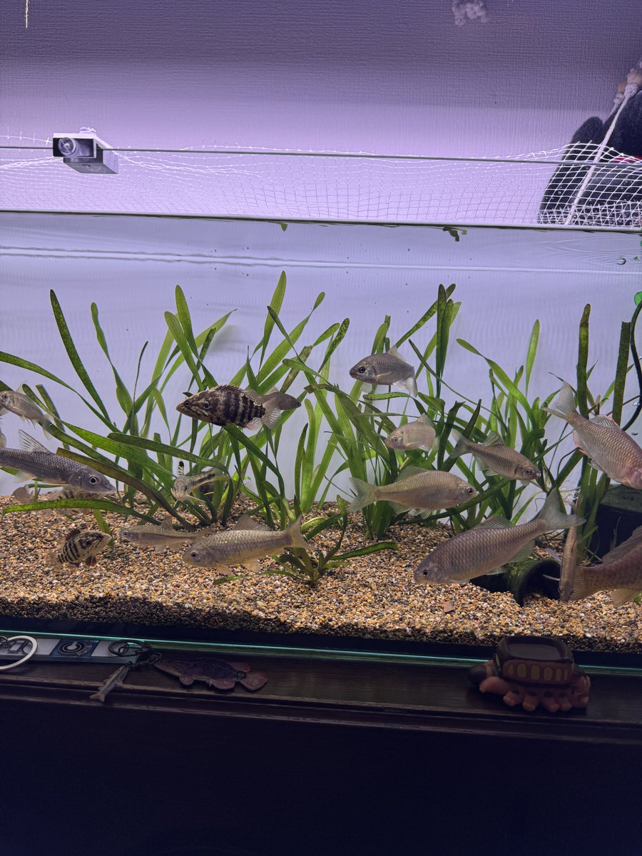 おけさまる tweet media