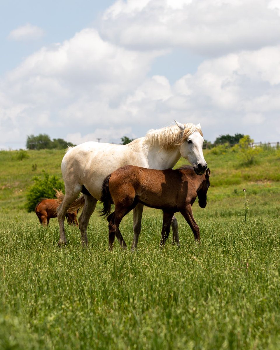 Medieval Times tweet media