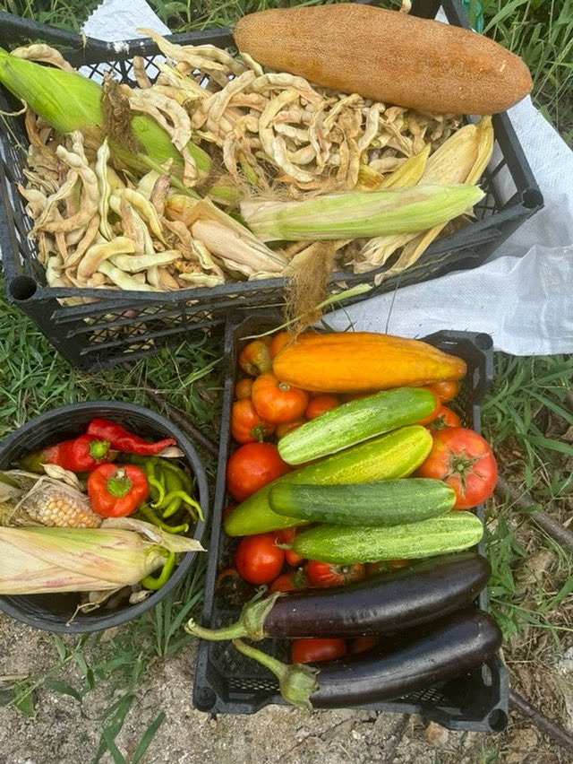 Fatih Çolak tweet media