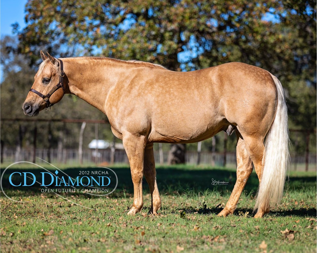 CD DIAMOND tweet media