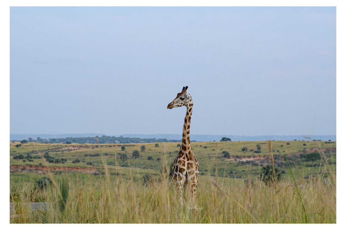 Agaba Steven tweet media