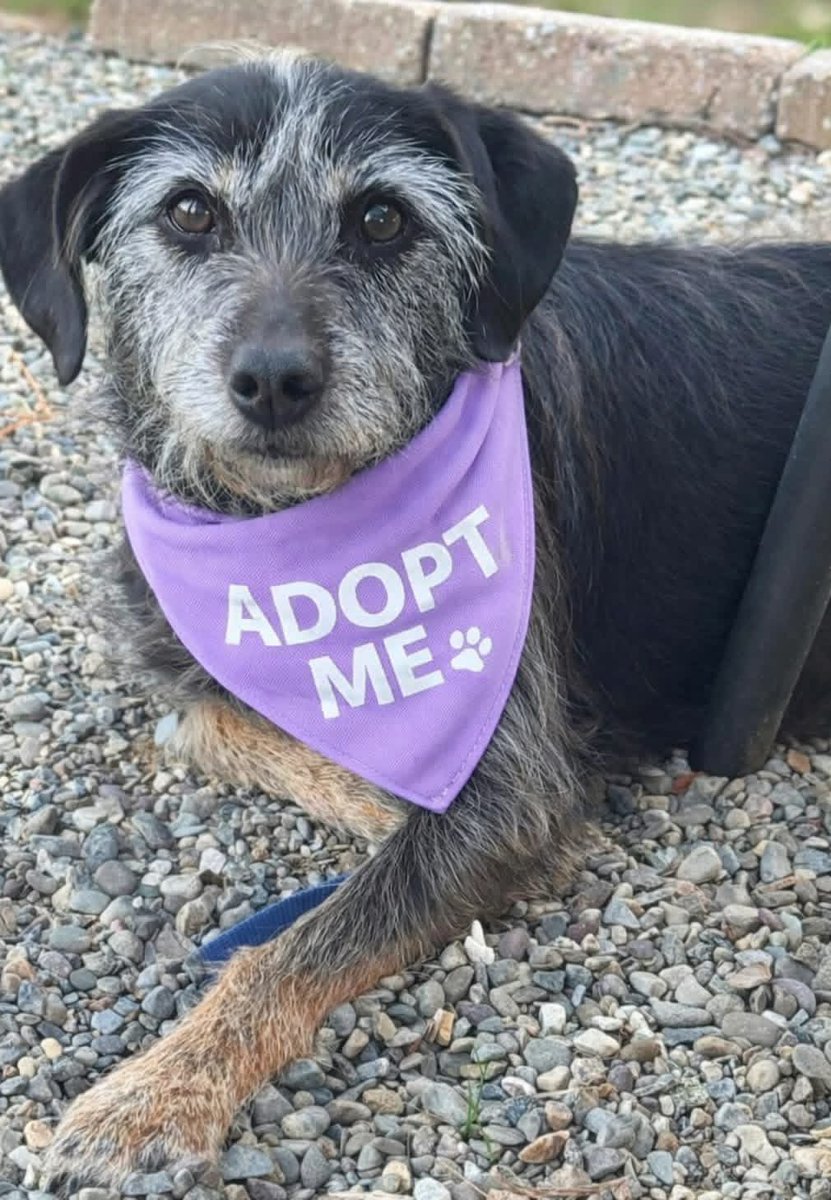 HoundsInPounds's tweet photo. 🦋 ADOPT CRICKET — A LITTLE WINGED SOUL LOOKING FOR A SOFT PLACE TO LAND 🪽

Cricket’s world changed overnight when her beloved person became seriously ill, and this gentle little lady found herself in a shelter — confused and heartbroken.
👇 https://t.co/k4c7DcIo8F