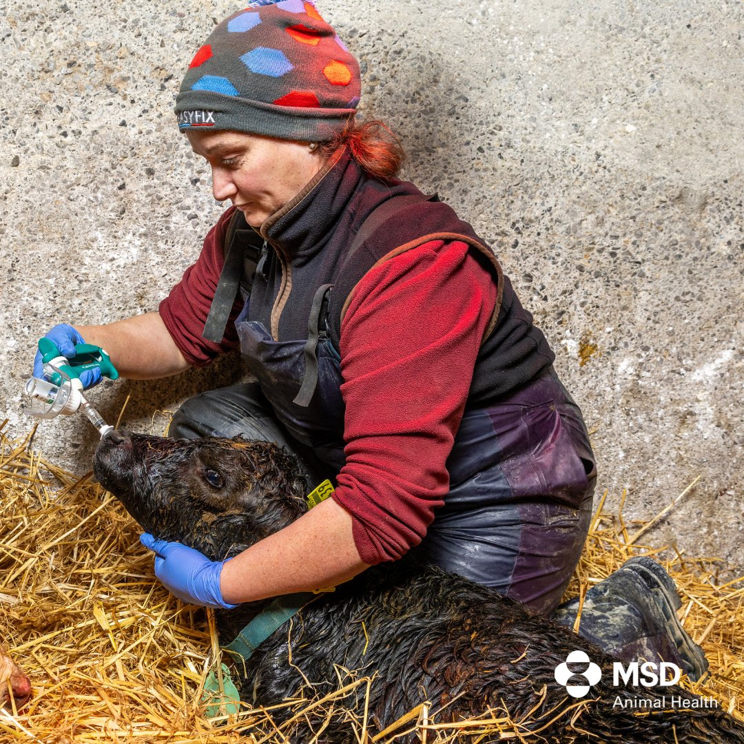 MSD Animal Health - Livestock tweet media
