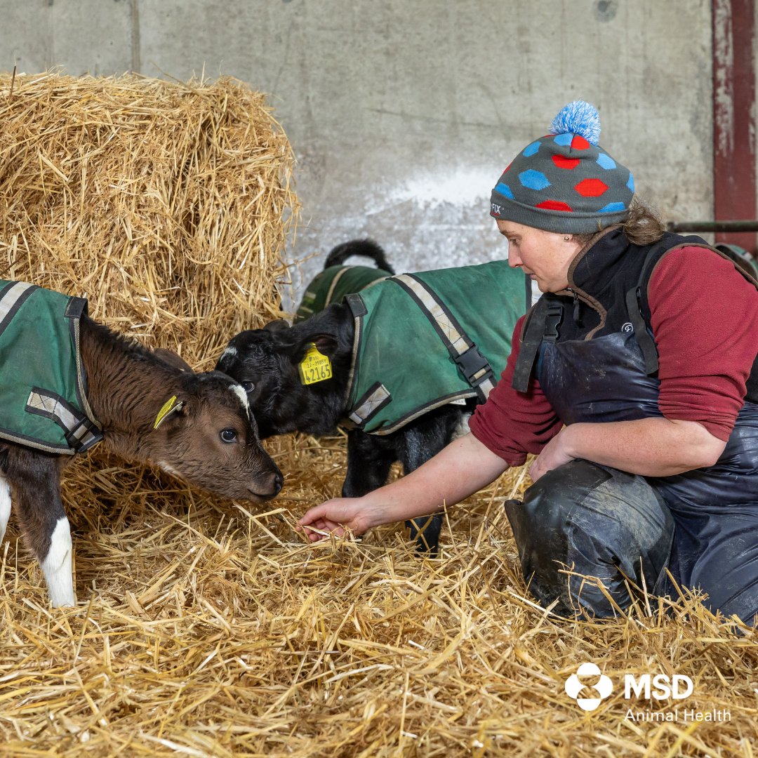 MSD Animal Health - Livestock tweet media