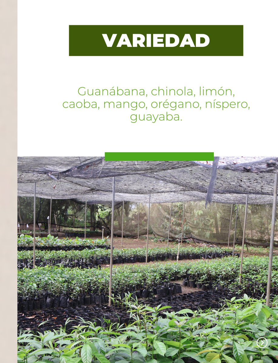 La DGDF entregó 1,134 plantas de 8 especies a 20 agricultores en el vivero de la institución en Jimaní, fomentando la producción agroforestal y la diversificación de cultivos en la zona fronteriza. 🌱

Guanábana, chinola, limón, caoba, mango, orégano, níspero y guayaba.

#DGDF