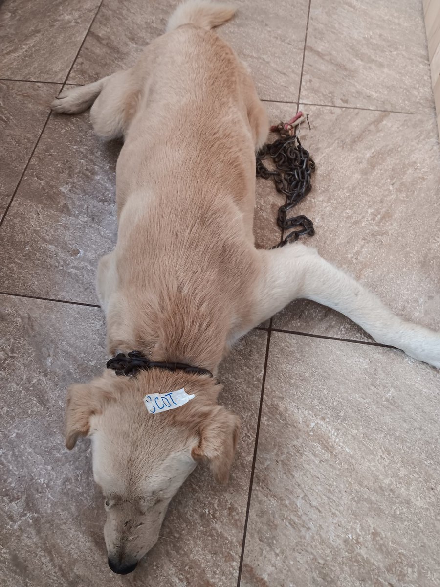 Andreccelylive's tweet photo. Toda una vida encadenados, y llegan a Qx igual porqué el oxido no les permitió quitarle la cadena Tan pesada.  Que inhumanos, que pasaría si nosotros cargaremos este peso, dia a dia? Definitivamente. https://t.co/S14d8iM2fV