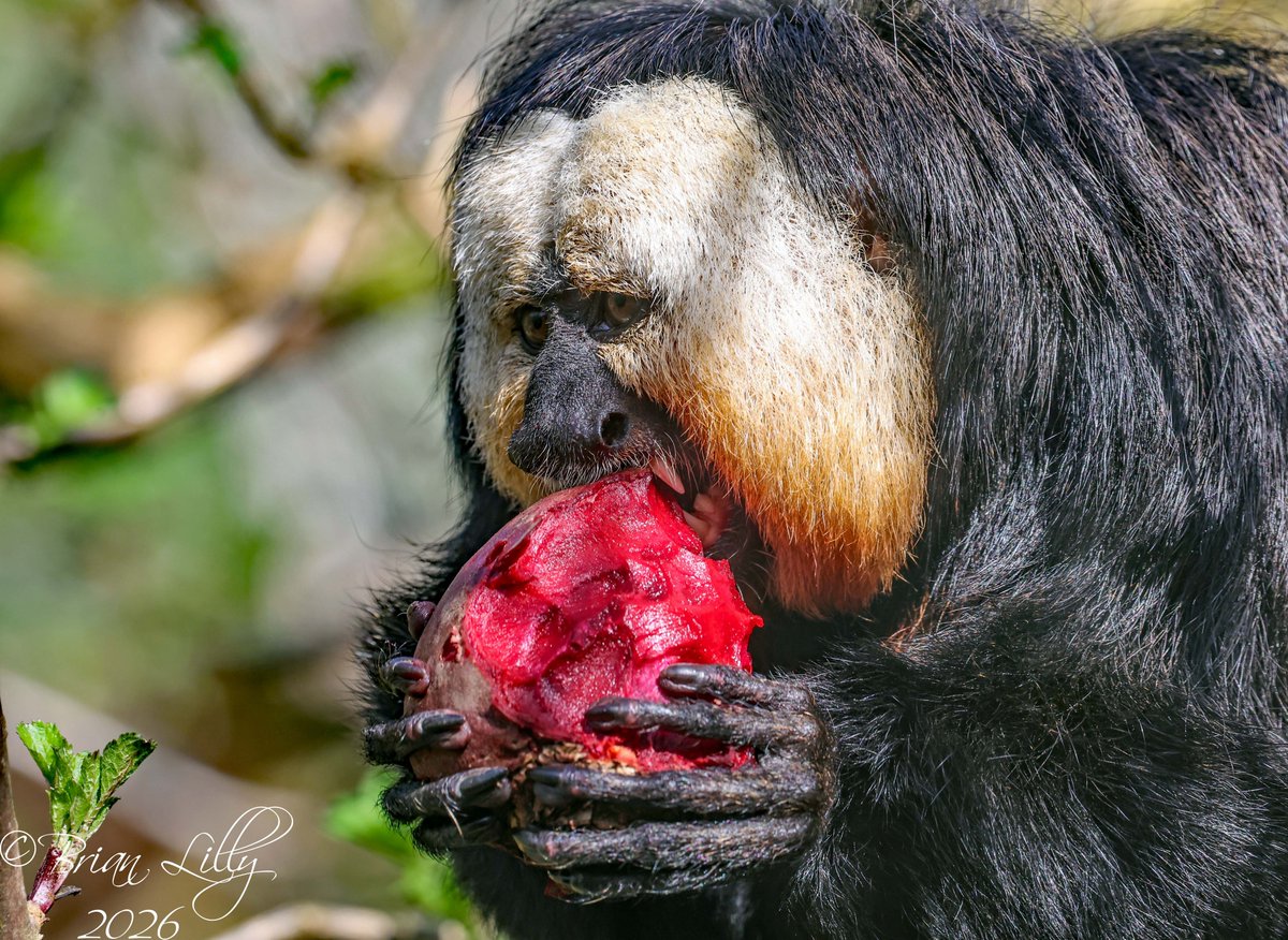 Brian Lilly tweet media