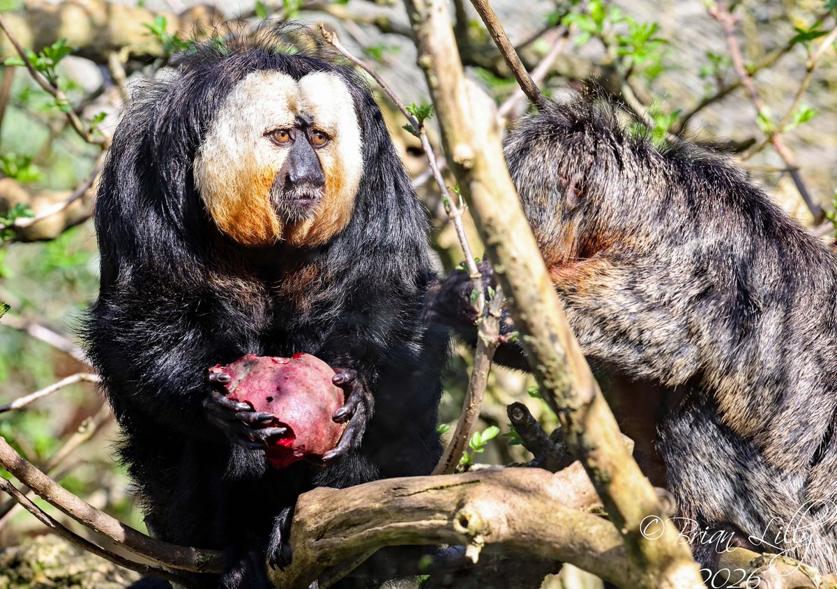 Brian Lilly tweet media