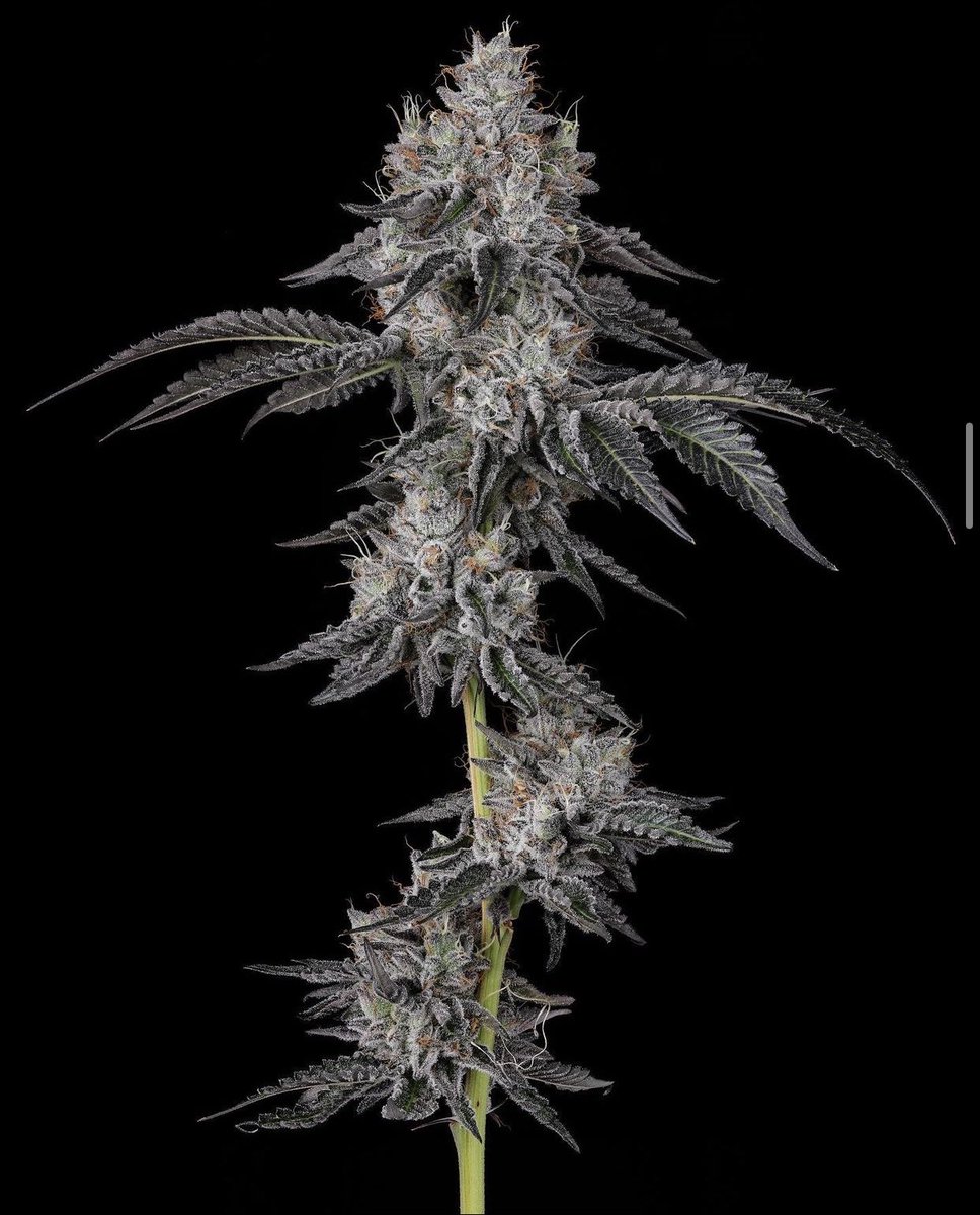 TICAL Official tweet media