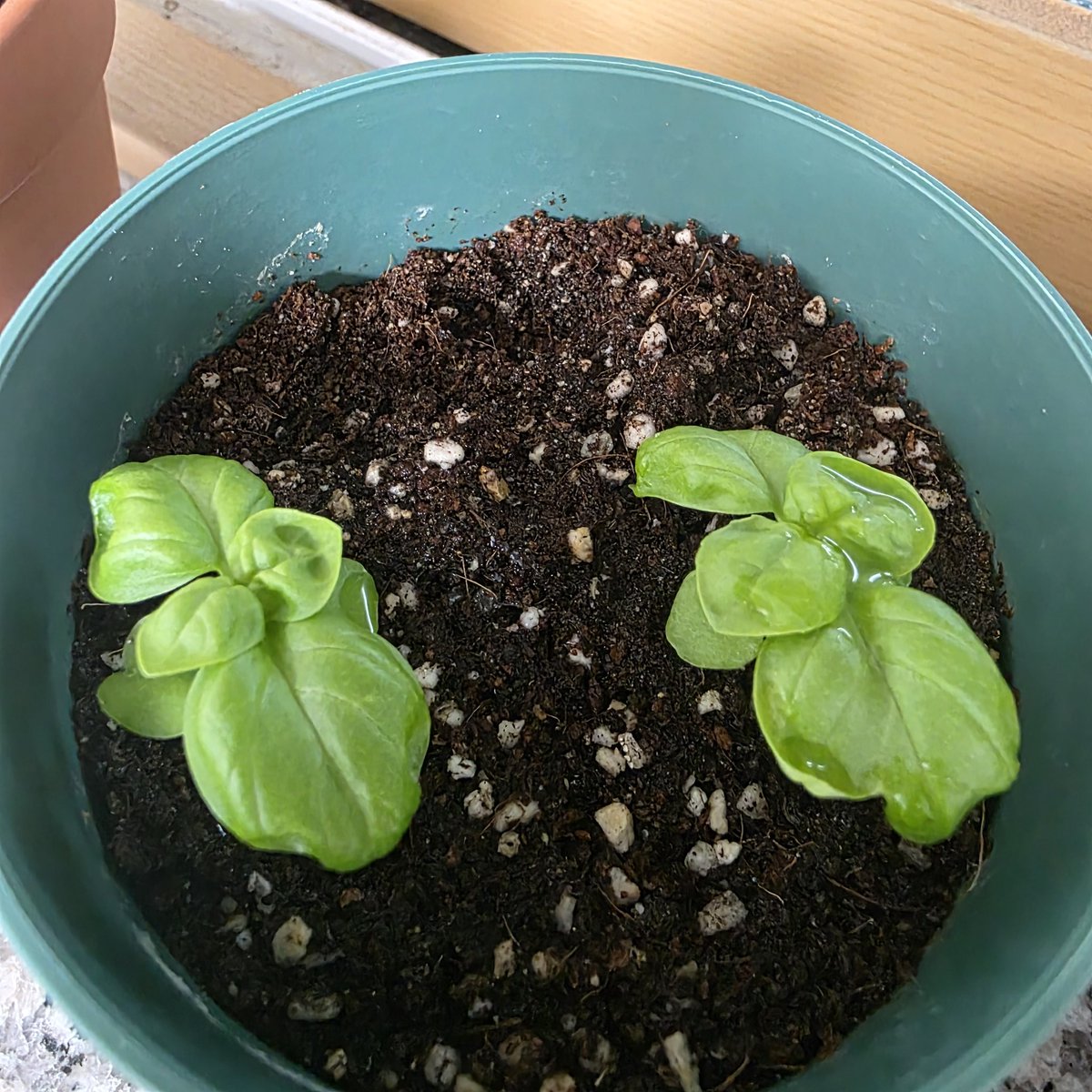 이브임. tweet media