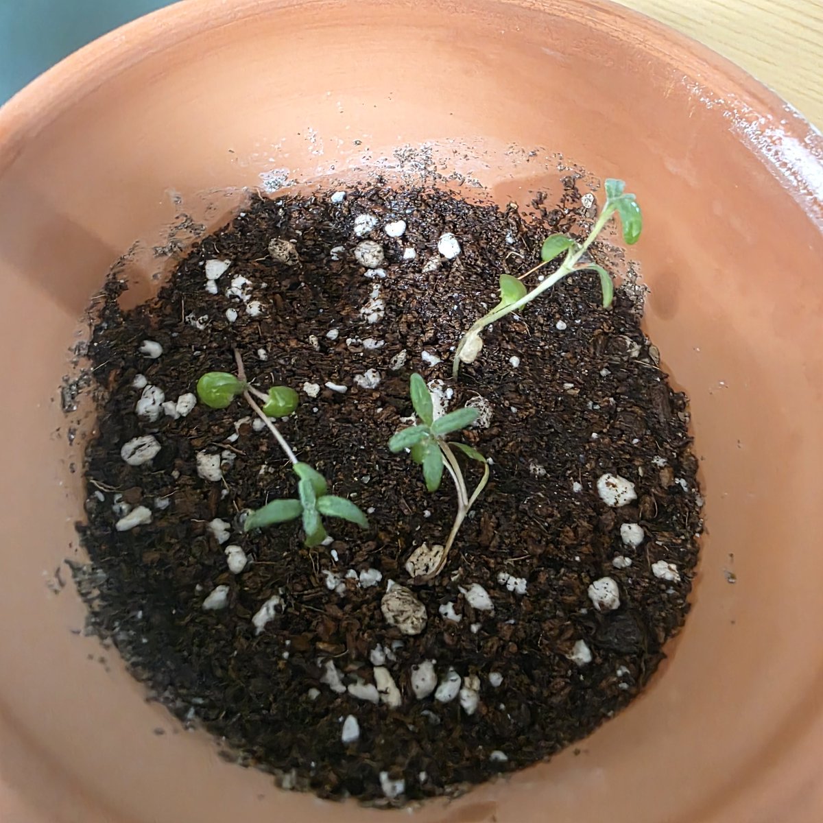 이브임. tweet media