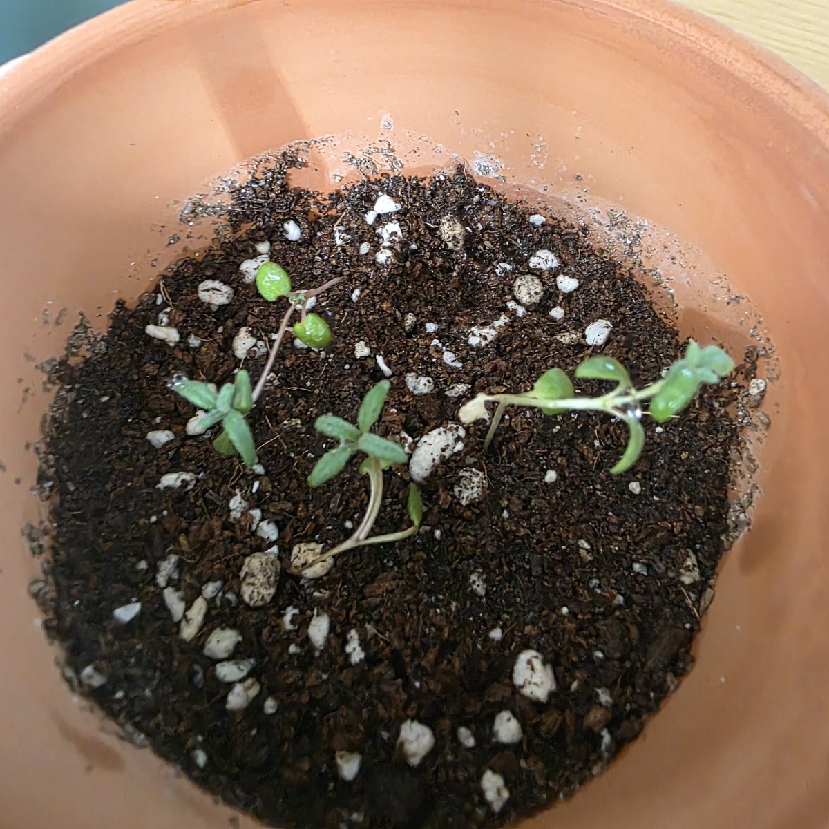 이브임. tweet media