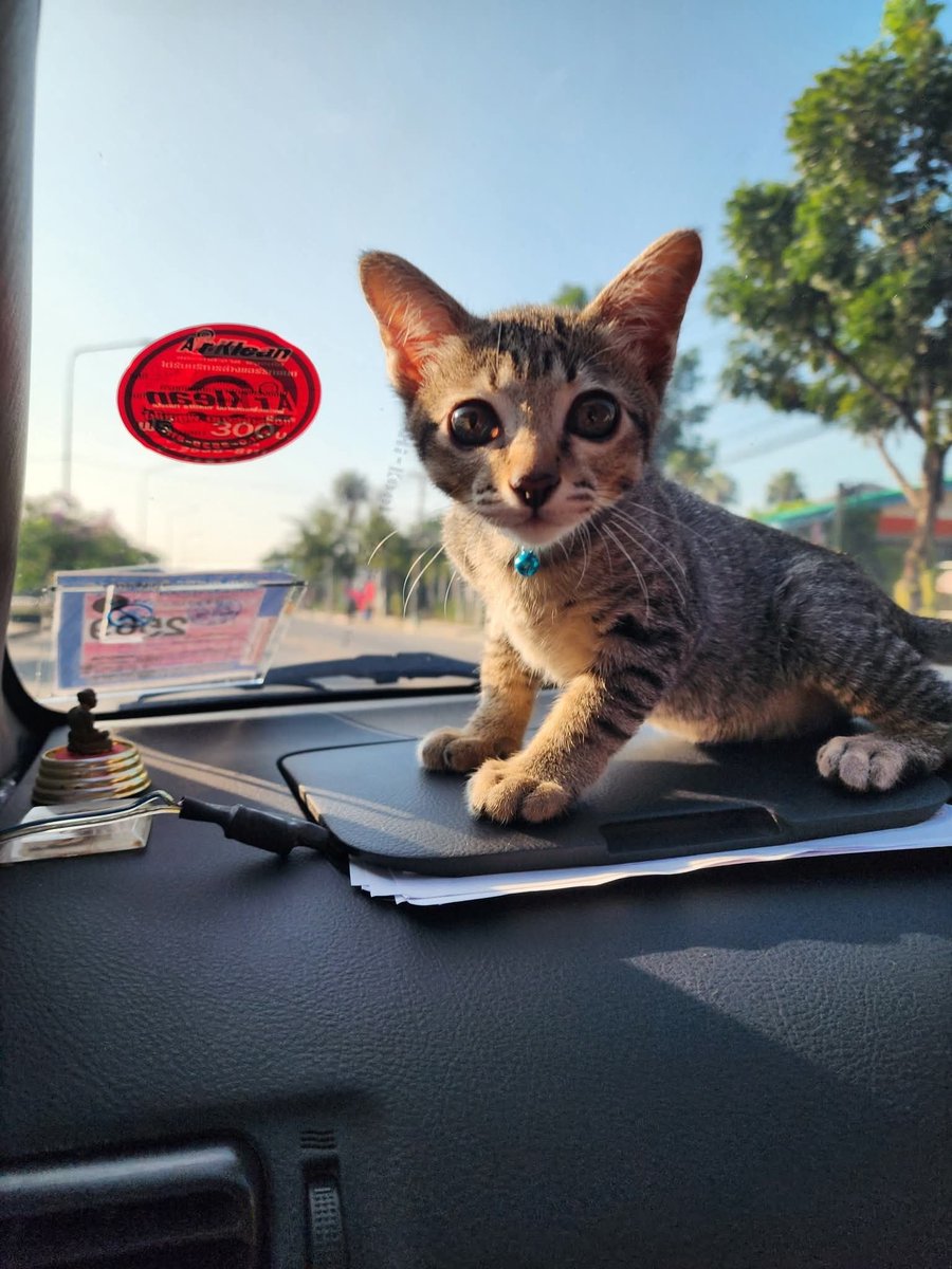 TranslatedCats's tweet image. I am in the car... I can go anywhere, but they have to take me to buy cat snacks too.