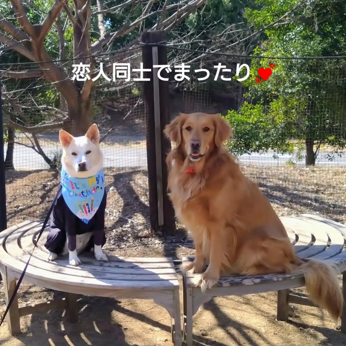 トロワ誕生日〜🎉
もう４歳になりました✨️
彼女と誕生日を祝う🩷🩷