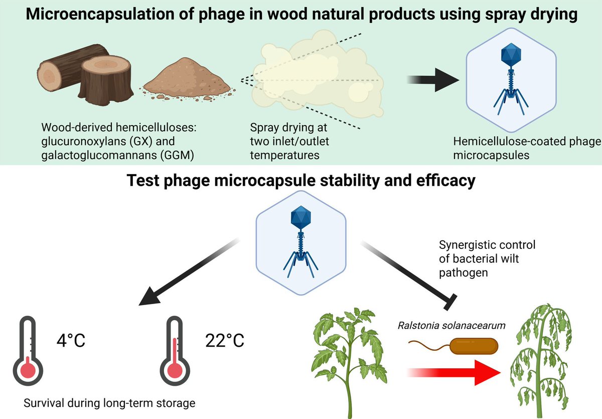 Microbial Biotechnology (MBT) tweet media