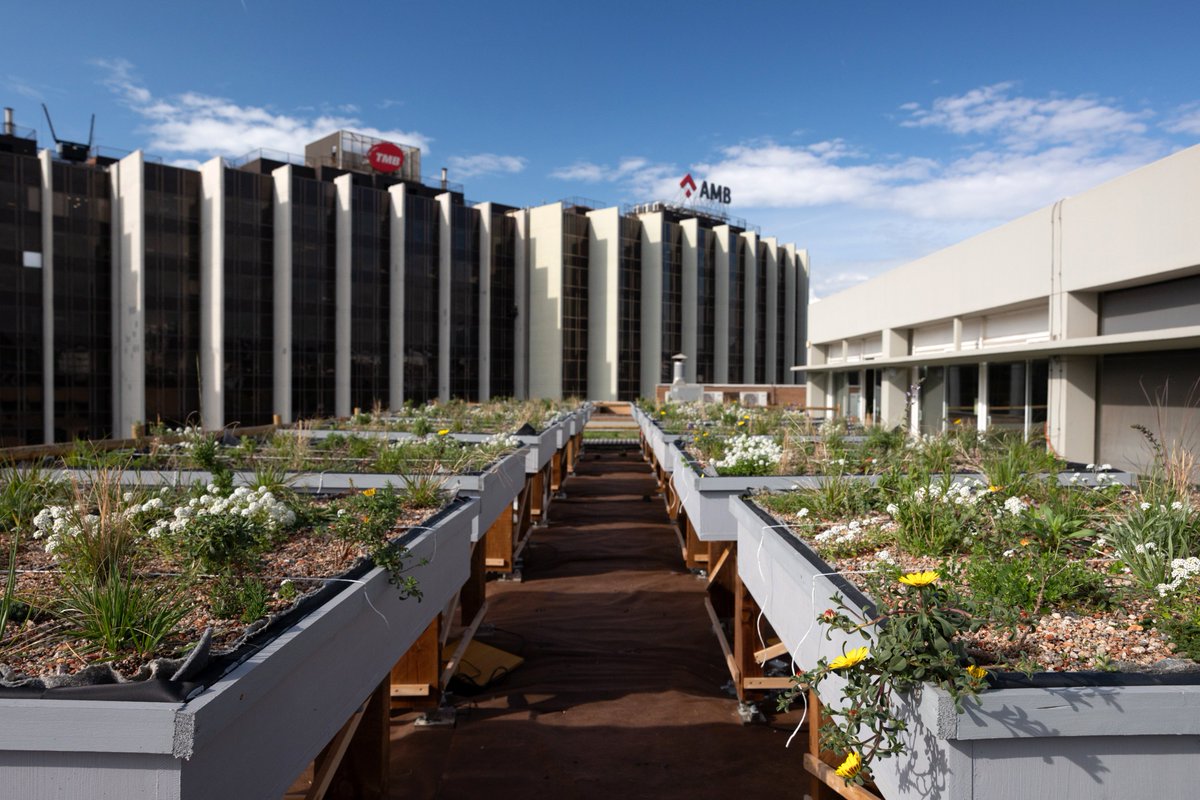 pdumetropolita's tweet photo. En marxa la prova pilot de les cobertes naturalitzades sense reg adaptades al canvi climàtic en el marc del projecte europeu TopSec. Quins avantatges i beneficis tenen?
#TopSec #SostenibilitatUrbana #AMB #EUI #UrbanGreening #NatureBasedSolutions
>> https://t.co/bH5IV10qjS https://t.co/TOsehu37ux