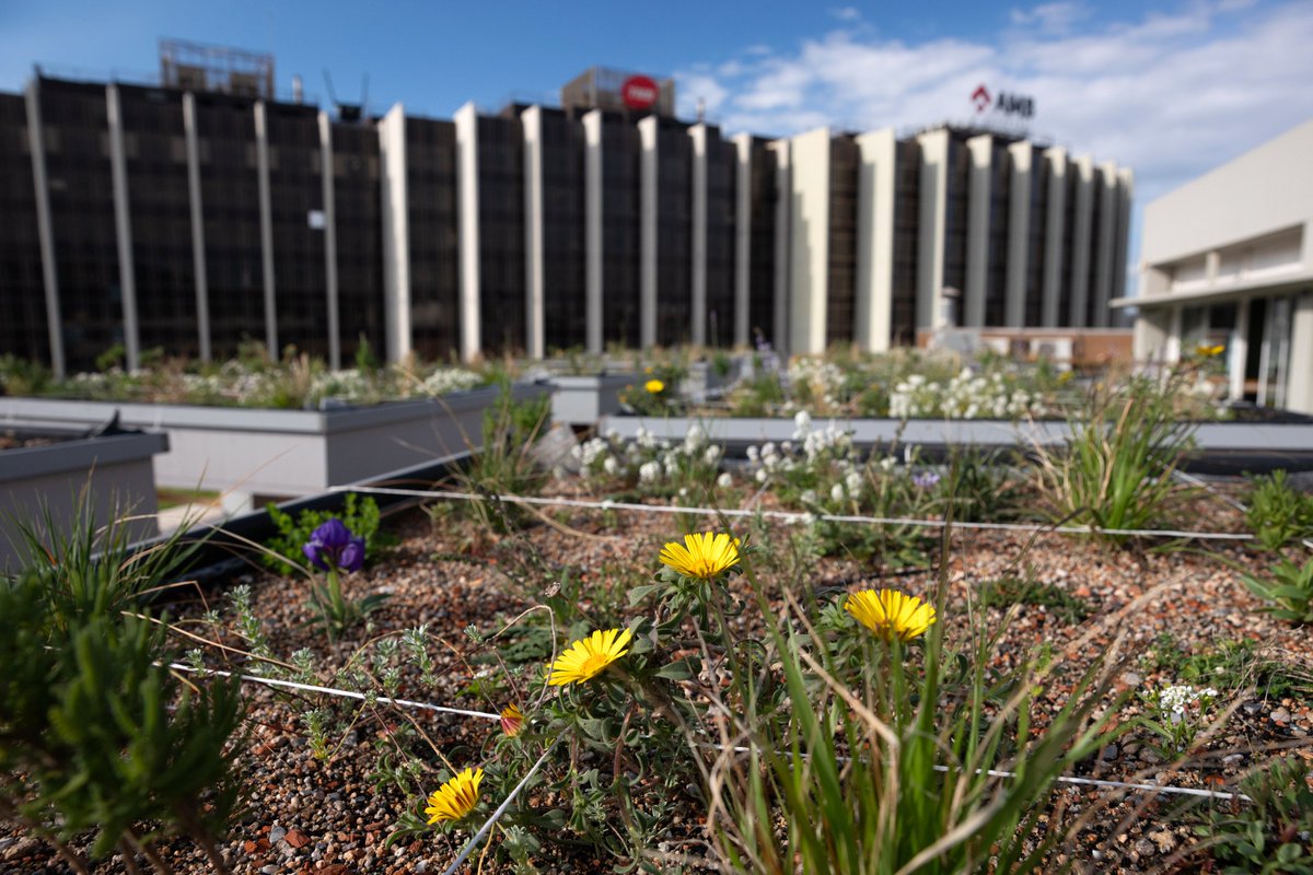 pdumetropolita's tweet photo. En marxa la prova pilot de les cobertes naturalitzades sense reg adaptades al canvi climàtic en el marc del projecte europeu TopSec. Quins avantatges i beneficis tenen?
#TopSec #SostenibilitatUrbana #AMB #EUI #UrbanGreening #NatureBasedSolutions
>> https://t.co/bH5IV10qjS https://t.co/TOsehu37ux