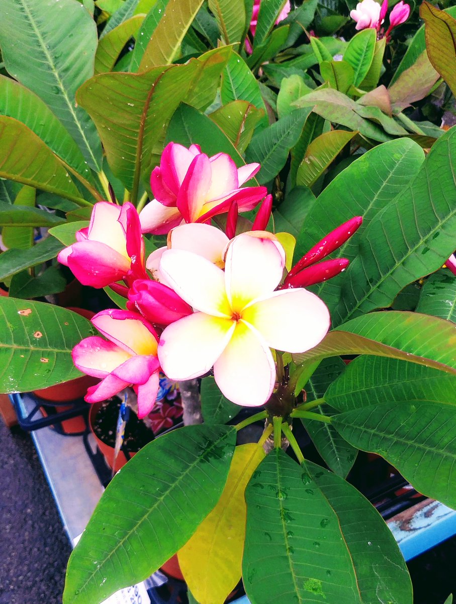 nyancorepon's tweet photo. 初めての花は　見つめられる
　花も　きっと　あなたを　見つめている
＃プルメリア ＃魔球ツイート ＃fiower https://t.co/4CLtVSydOu